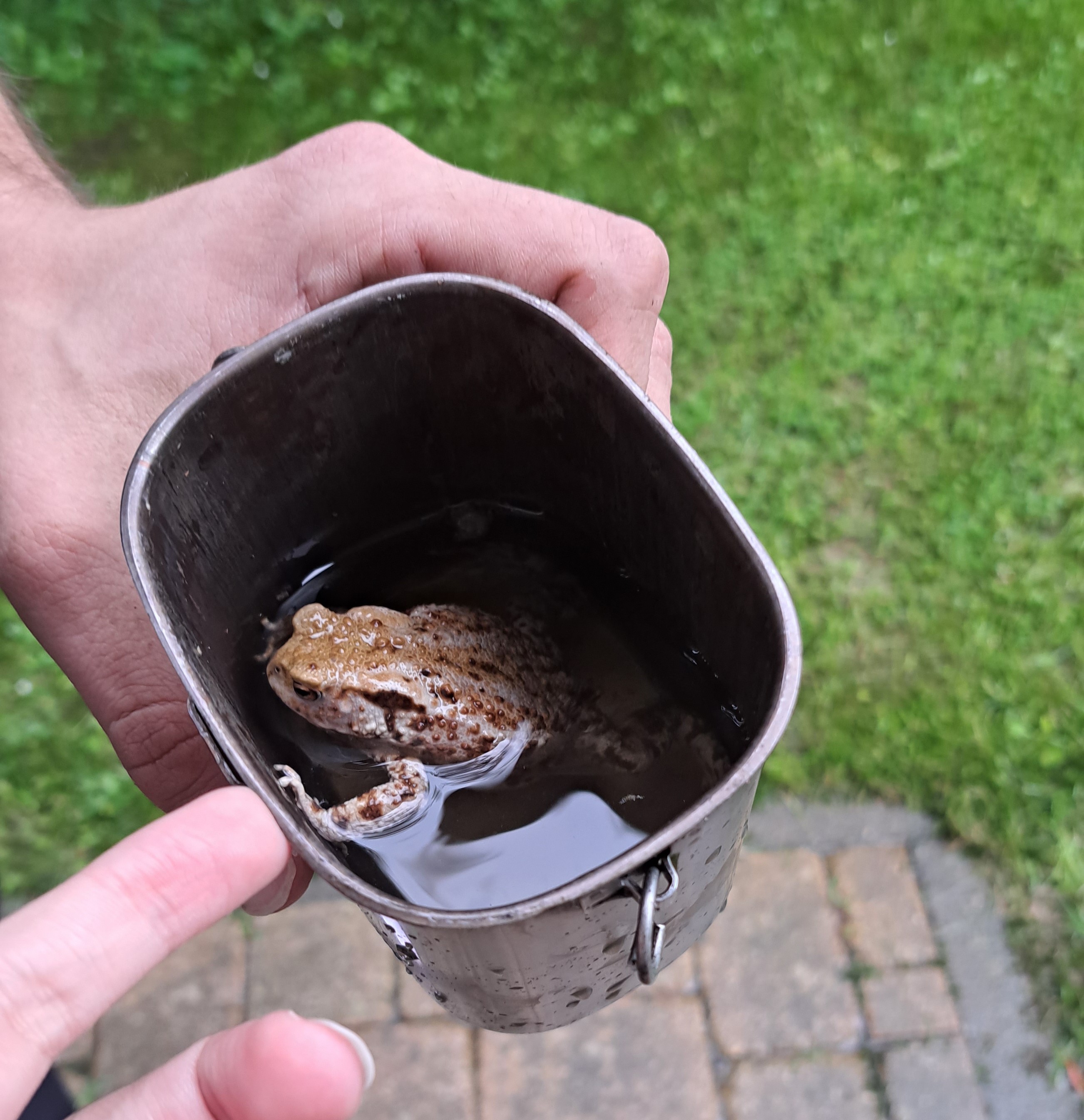 toad